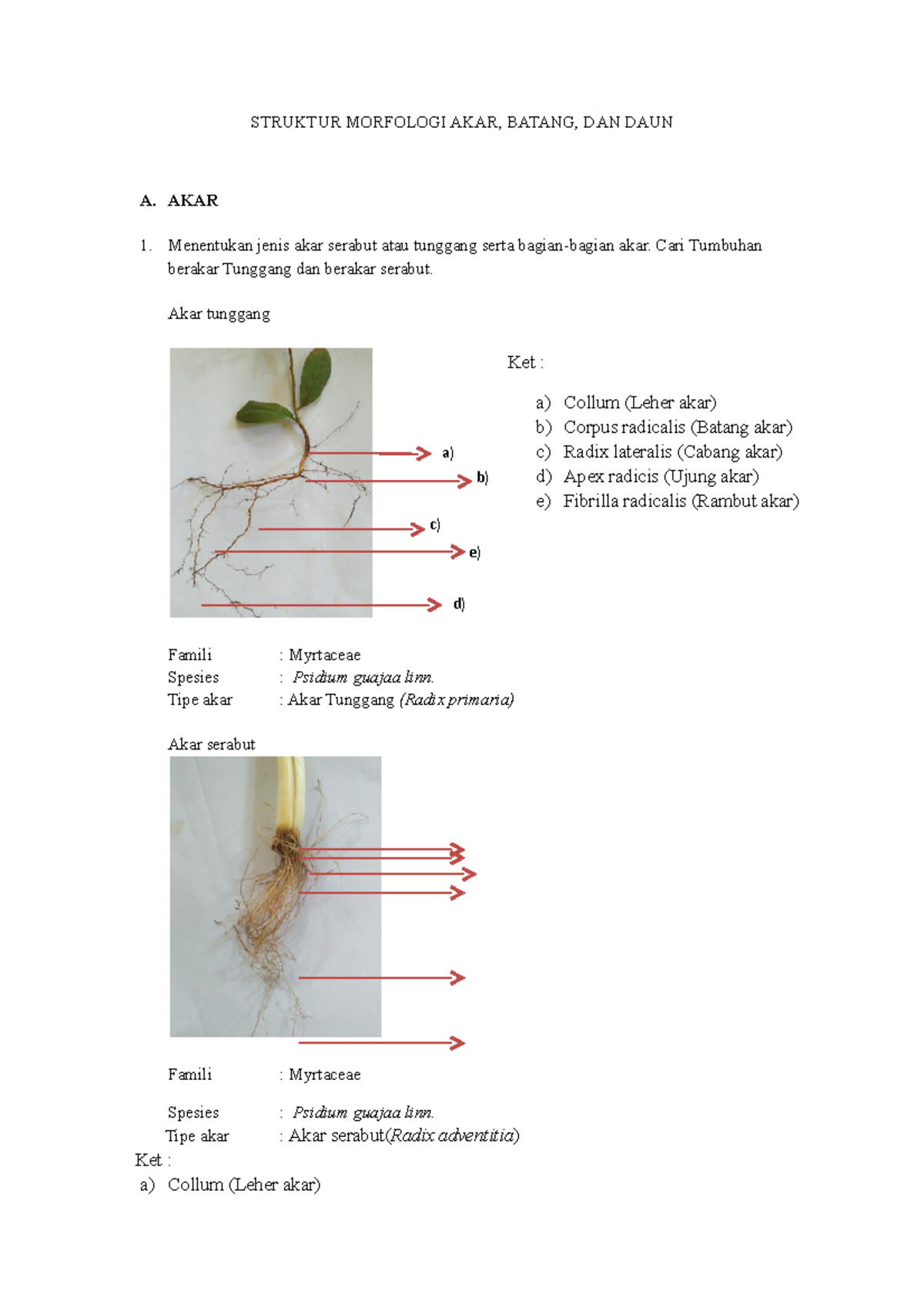 Struktur Akar, Batang Dan Daun - STRUKTUR MORFOLOGI AKAR, BATANG, DAN ...