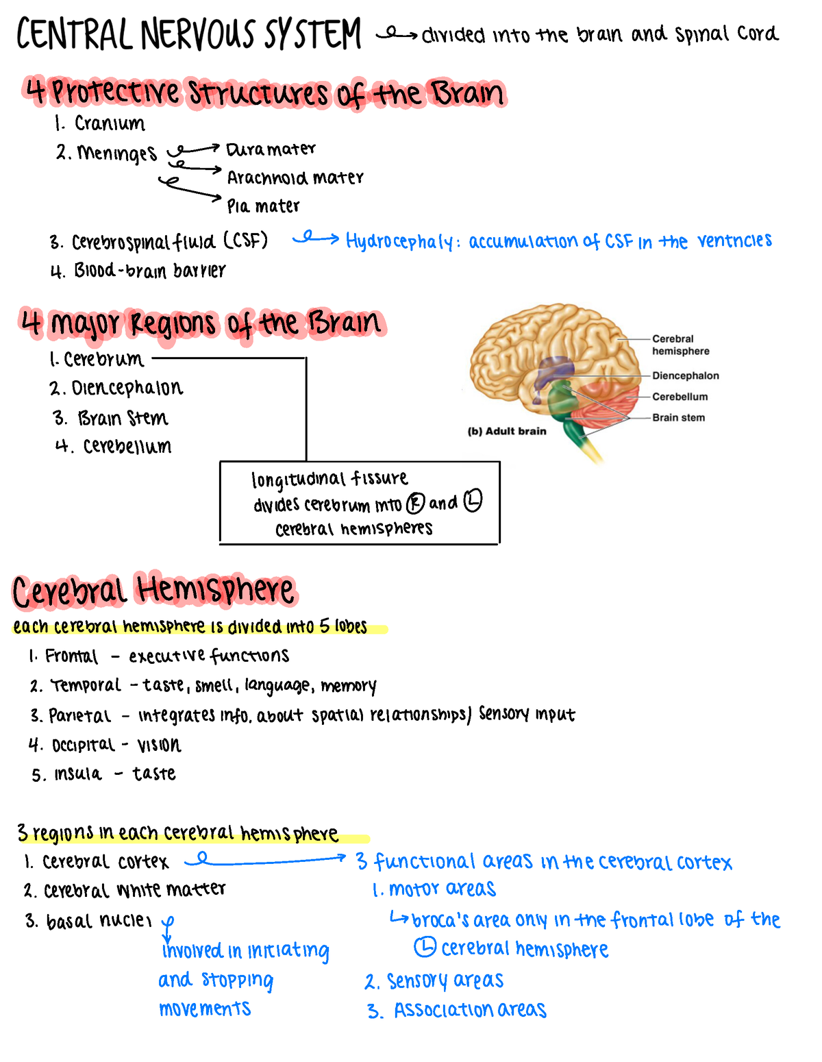 assignment 4.2 the central nervous system