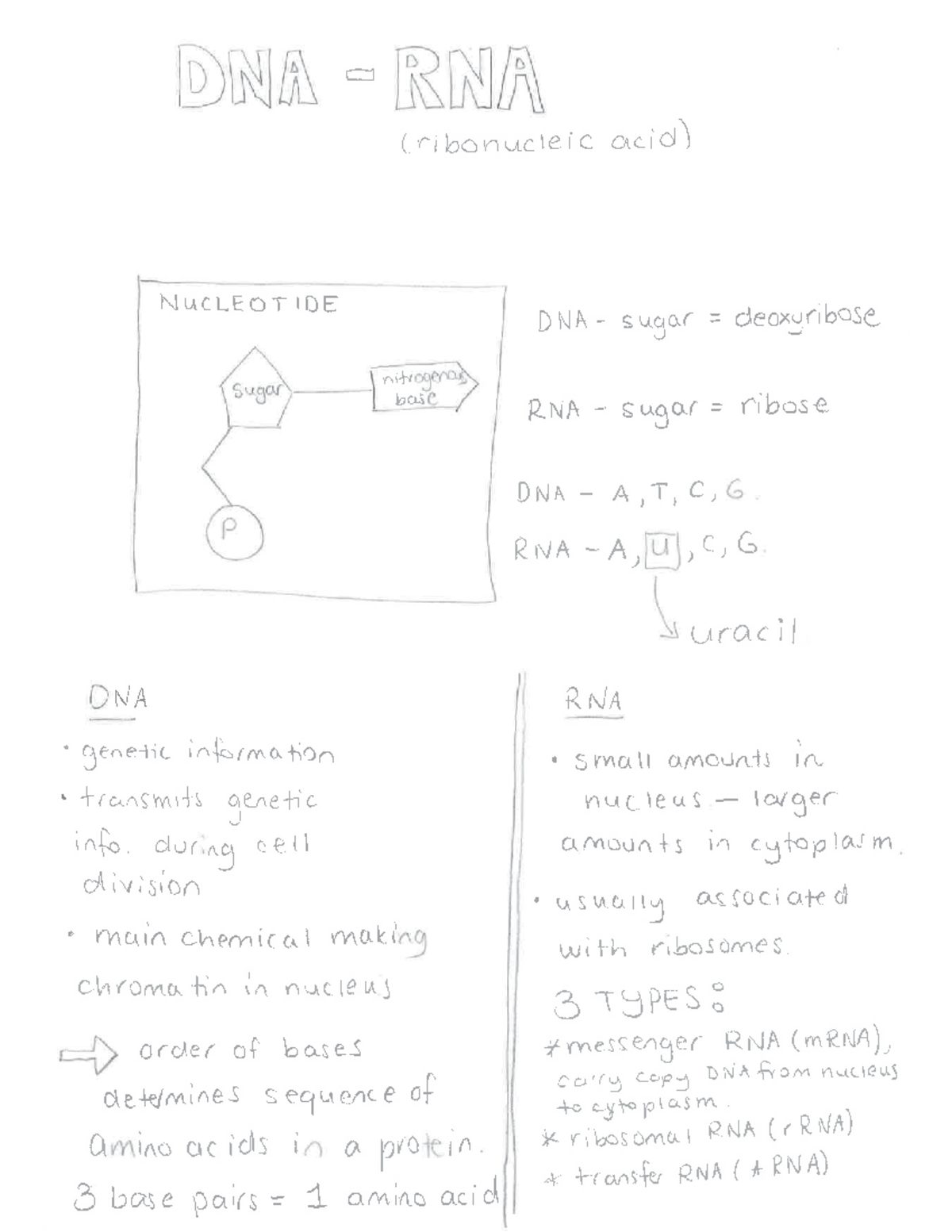 2024 Written Notes DNA versus RNA - DNA RNA (ribonucleic acid ...