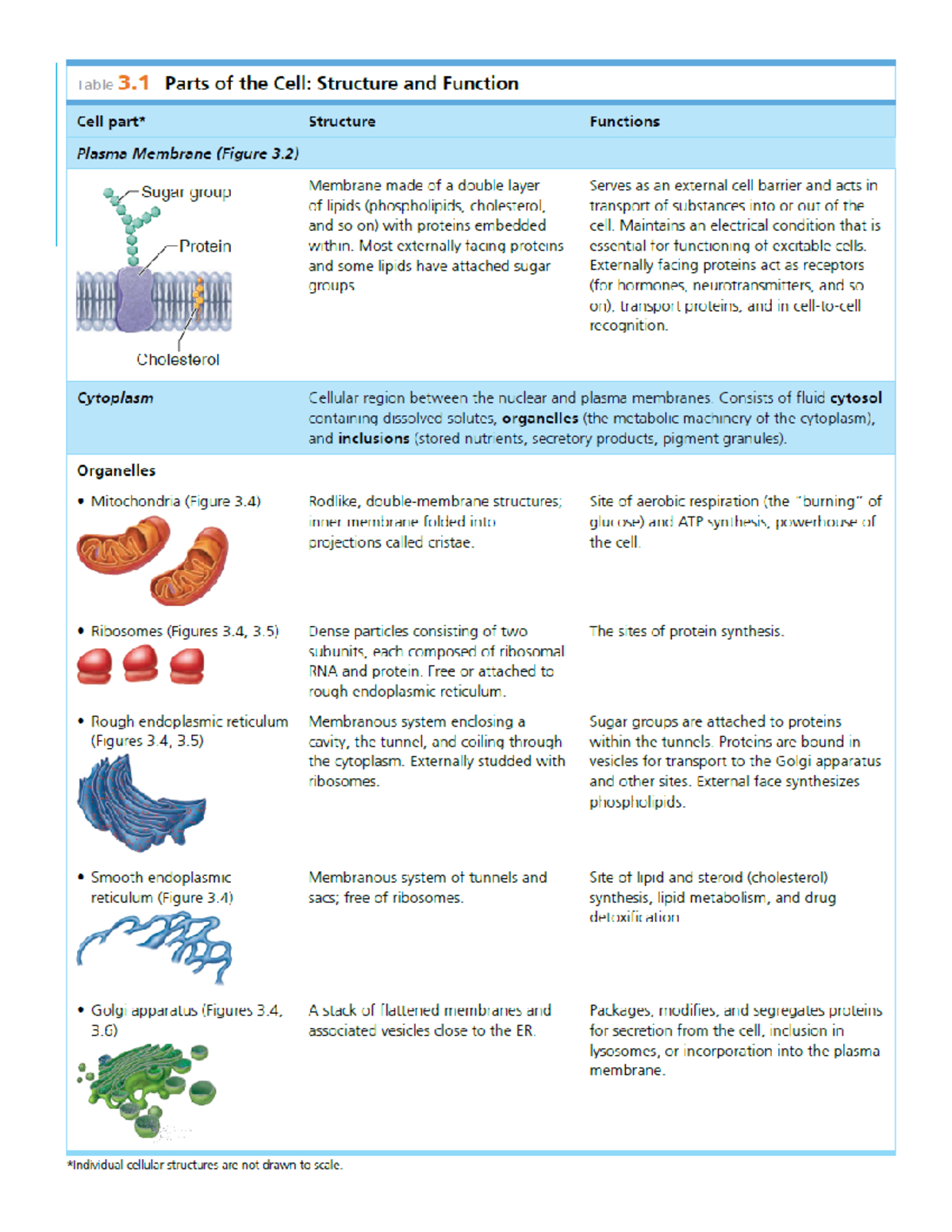 Structure OF THE CELL AND ITS Functions - bs nursing - Studocu