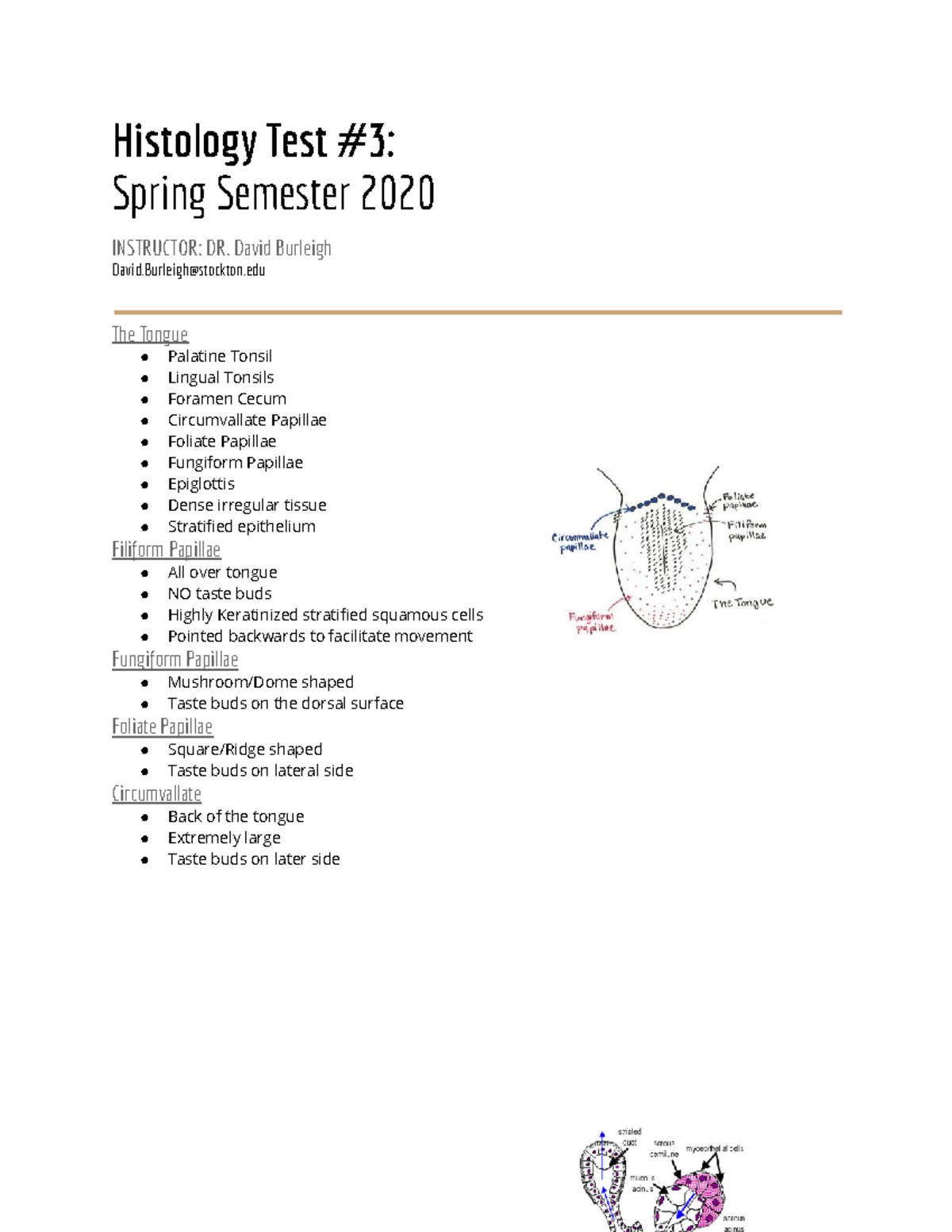 Histology Test 3.1 Histology Test 3 Spring Semester 2020