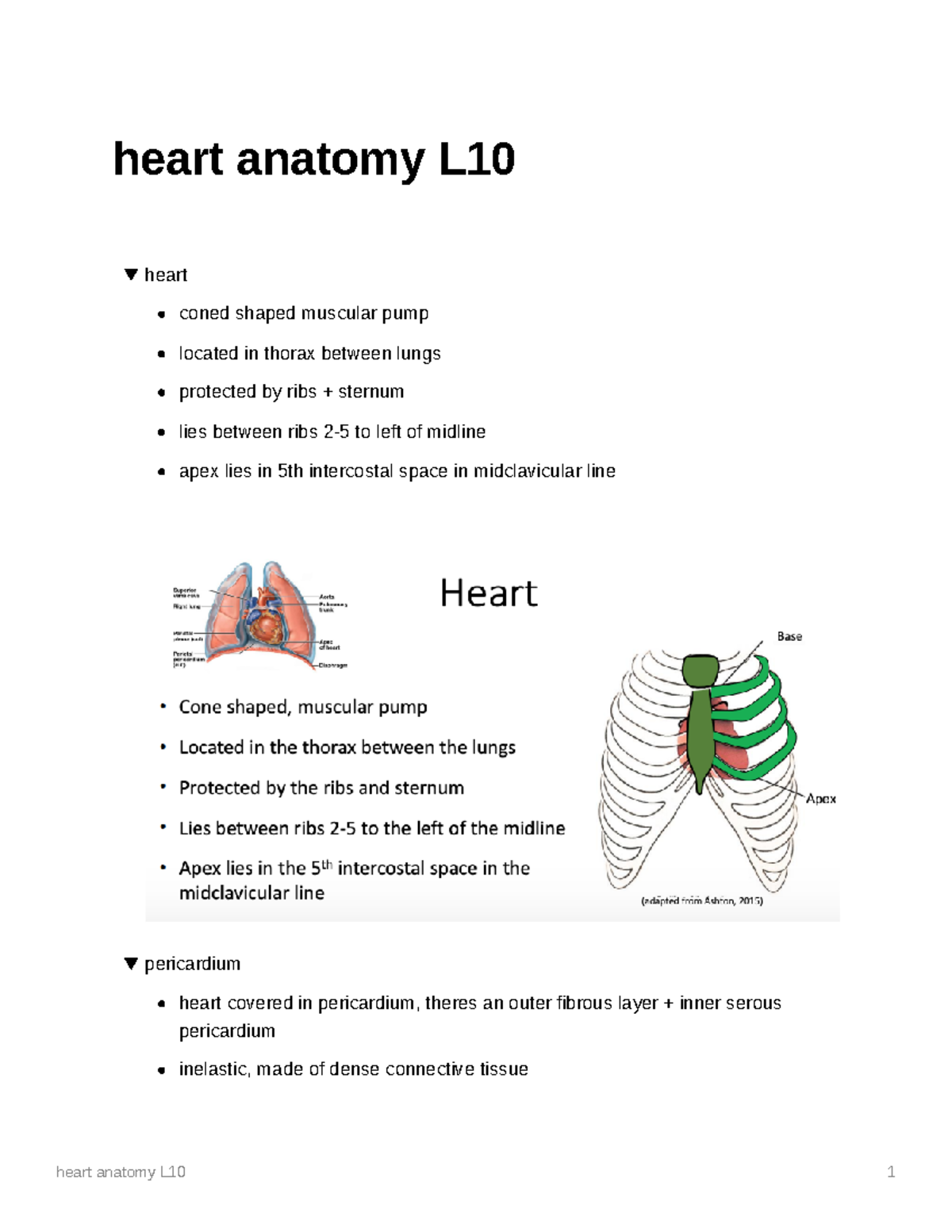 Heart anatomy body systems - heart anatomy L heart coned shaped ...