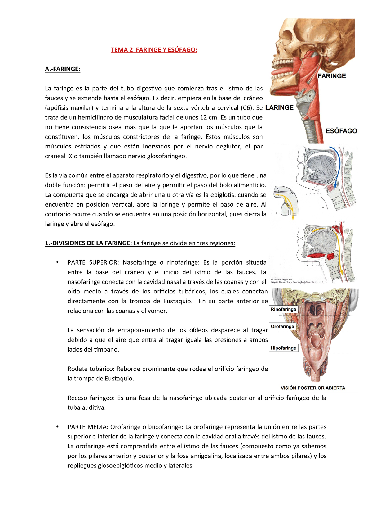 TEMA 2 de anatomia - TEMA 2 FARINGE Y ESÓFAGO: A.-FARINGE: La faringe ...