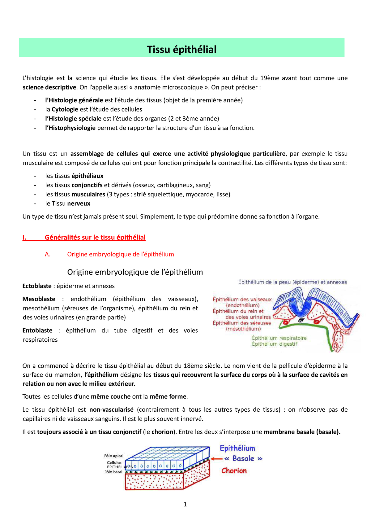 2 3 4- Tissus épithélial - Tissu épithélial L’histologie Est La Science ...