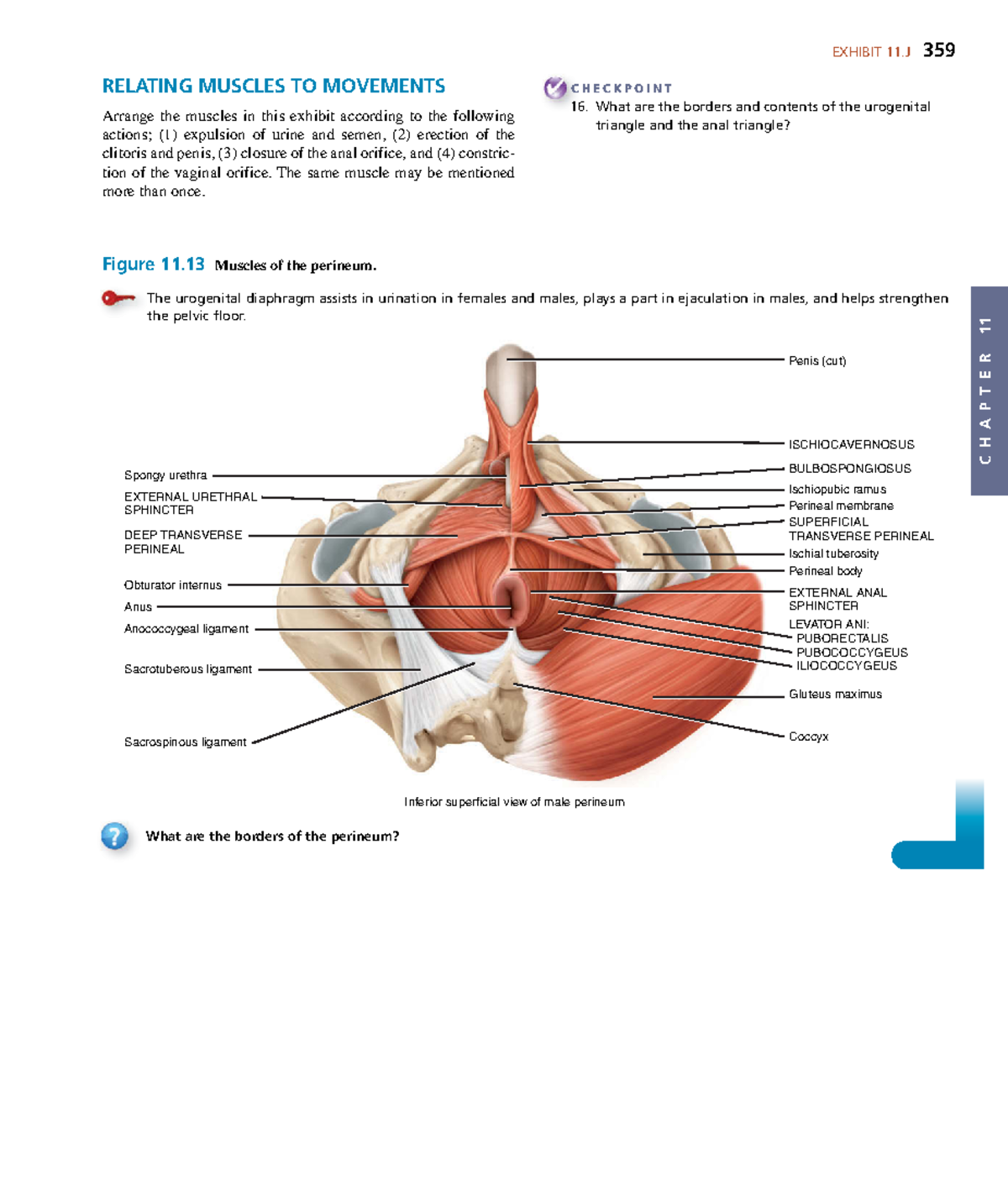 Anatomyand Physiology-131 - C H A P T E R 11 EXHIBIT 11 359 RELATING ...