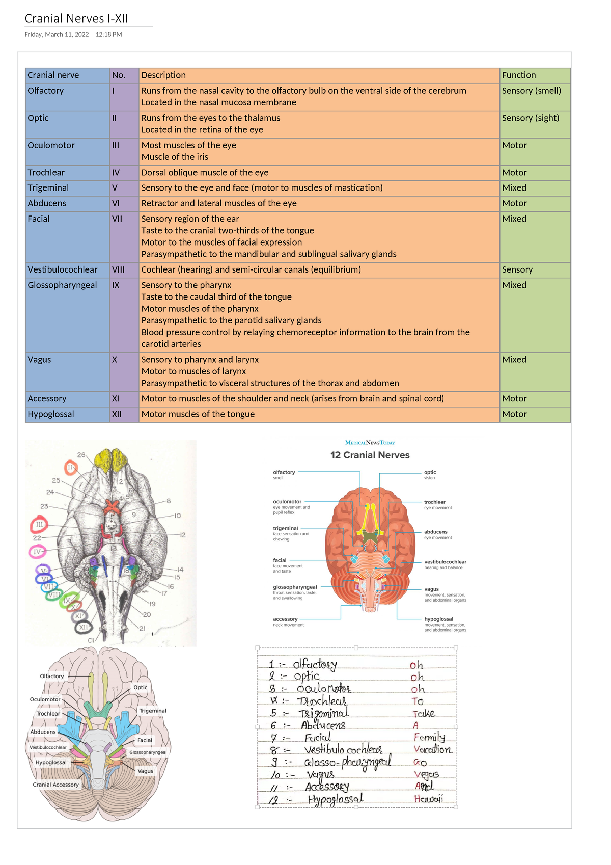 Cranial Nerve Summary Table Cranial Nerves I Xii Friday March 11