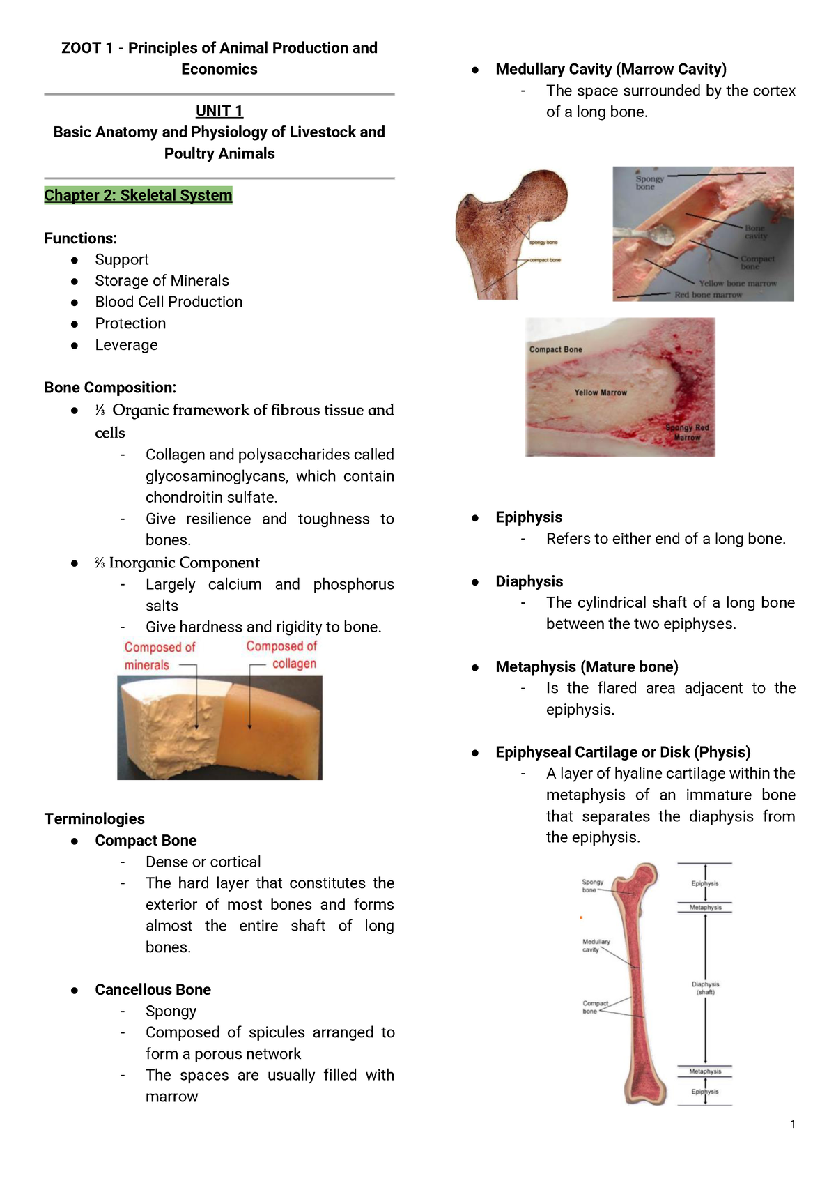 ZOOT 1 - Skeletal System - ZOOT 1 - Principles of Animal Production and ...