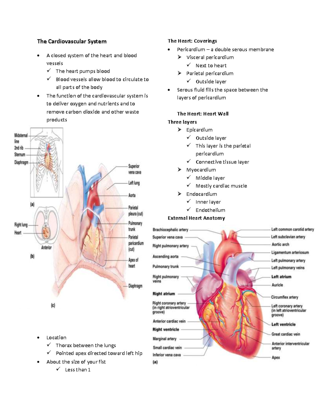 The Cardiovascular System Finals 1st Topic 1st sem - The Cardiovascular ...