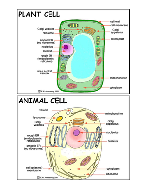 [Solved] Explain the generation of specialised tissues from embryonic ...