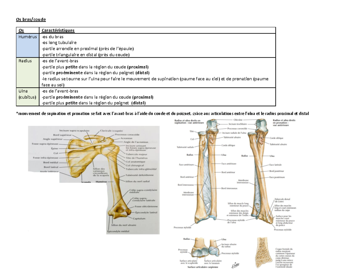 Brasexam notes de cours sur le bras muscles innervation etc. Os