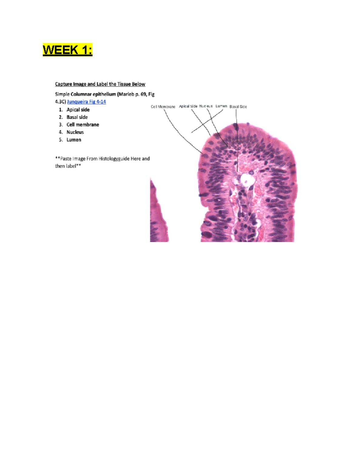 Anatomy Midterm 1 Study Guide - HSCI 210 - WEEK 1: WEEK 4: - Studocu