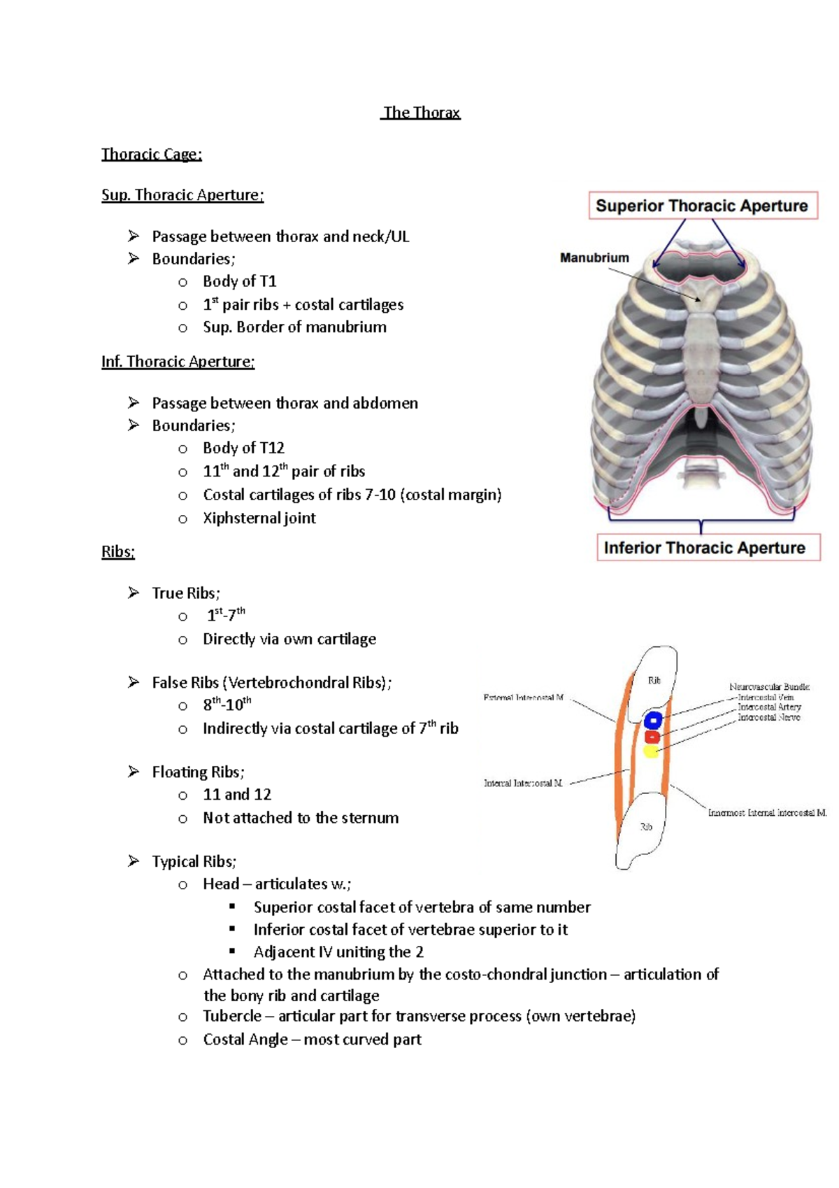 The Thorax - The Thorax Thoracic Cage: Sup. Thoracic Aperture; Passage ...