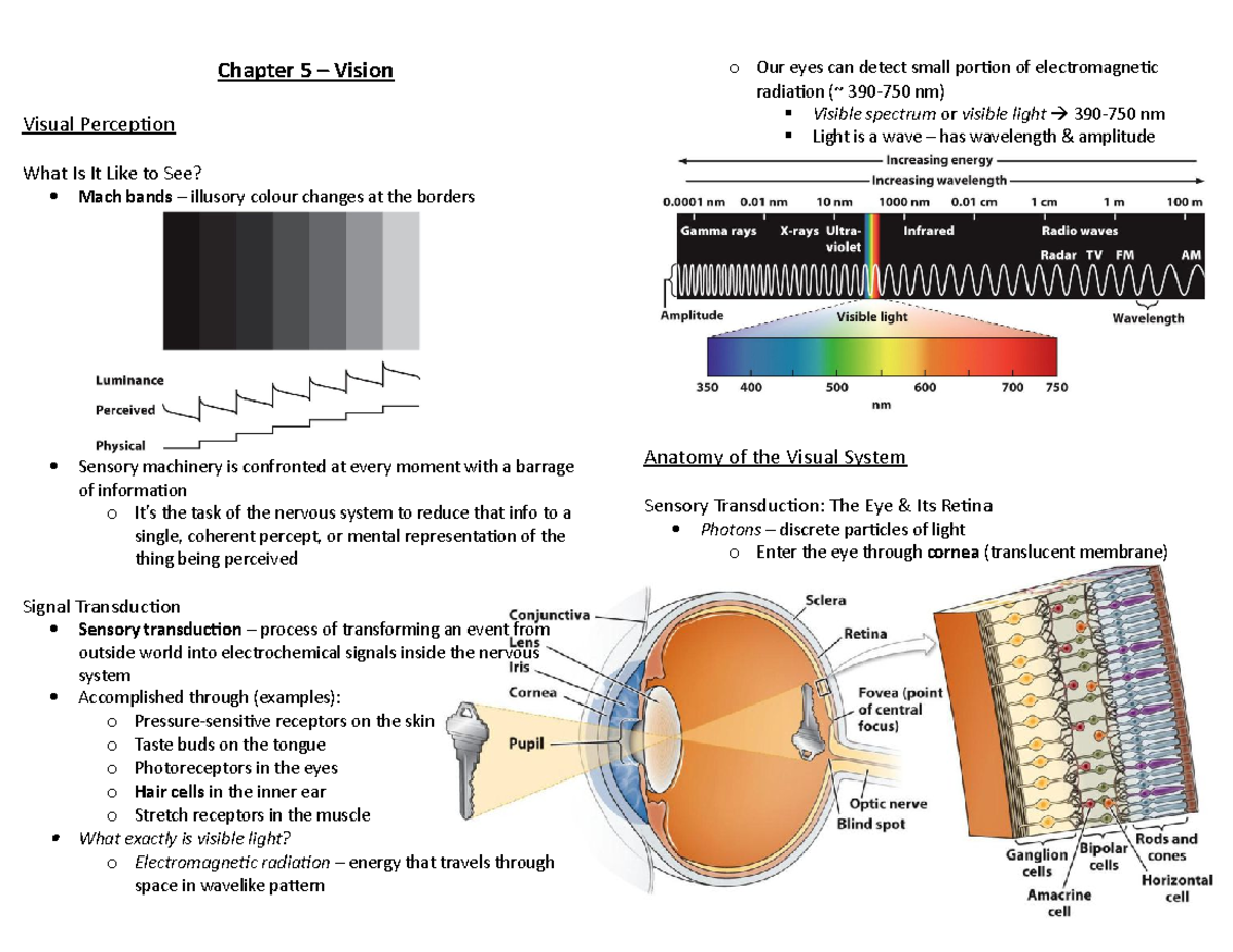 Ch. 5 – Vision - Summary Brain and Behavior - o Our eyes can detect ...