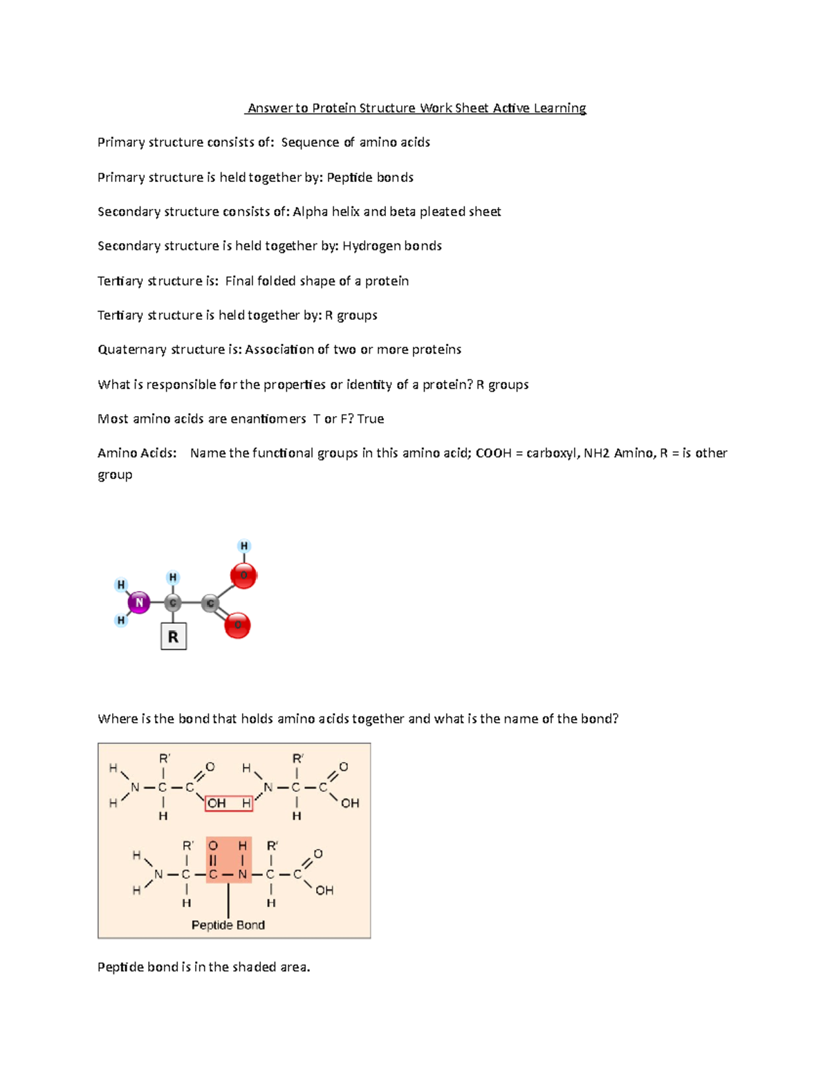 Answers to Protein Structure Work Sheet Active Learning - Studocu