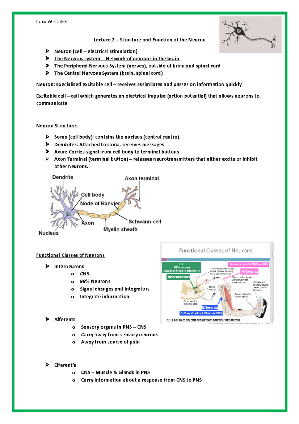 Structure and Function of the Neuron - Functional Classes of Neurons ...