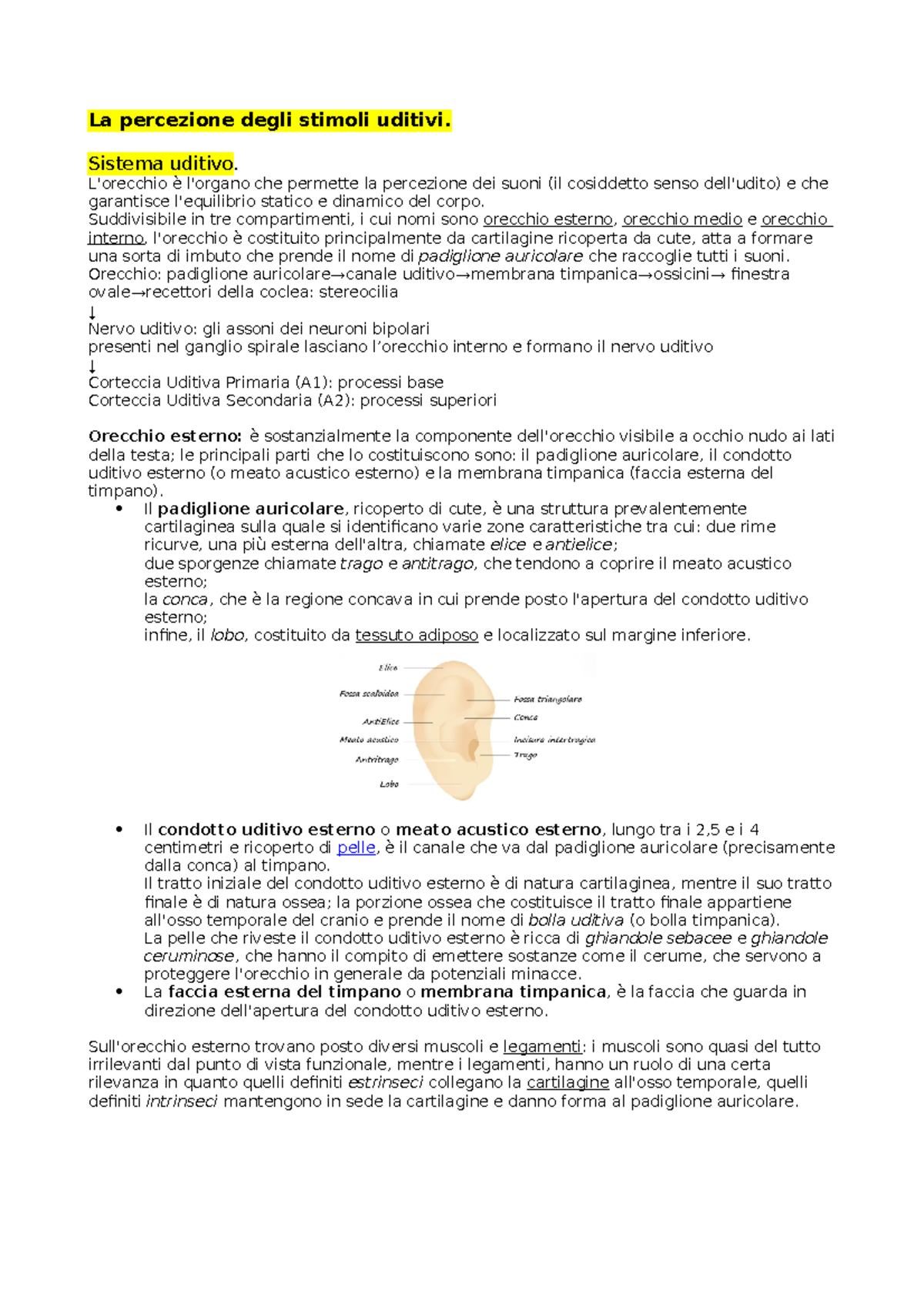 Sistema Uditivo La Percezione Degli Stimoli Uditivi Sistema Uditivo L Orecchio L Organo