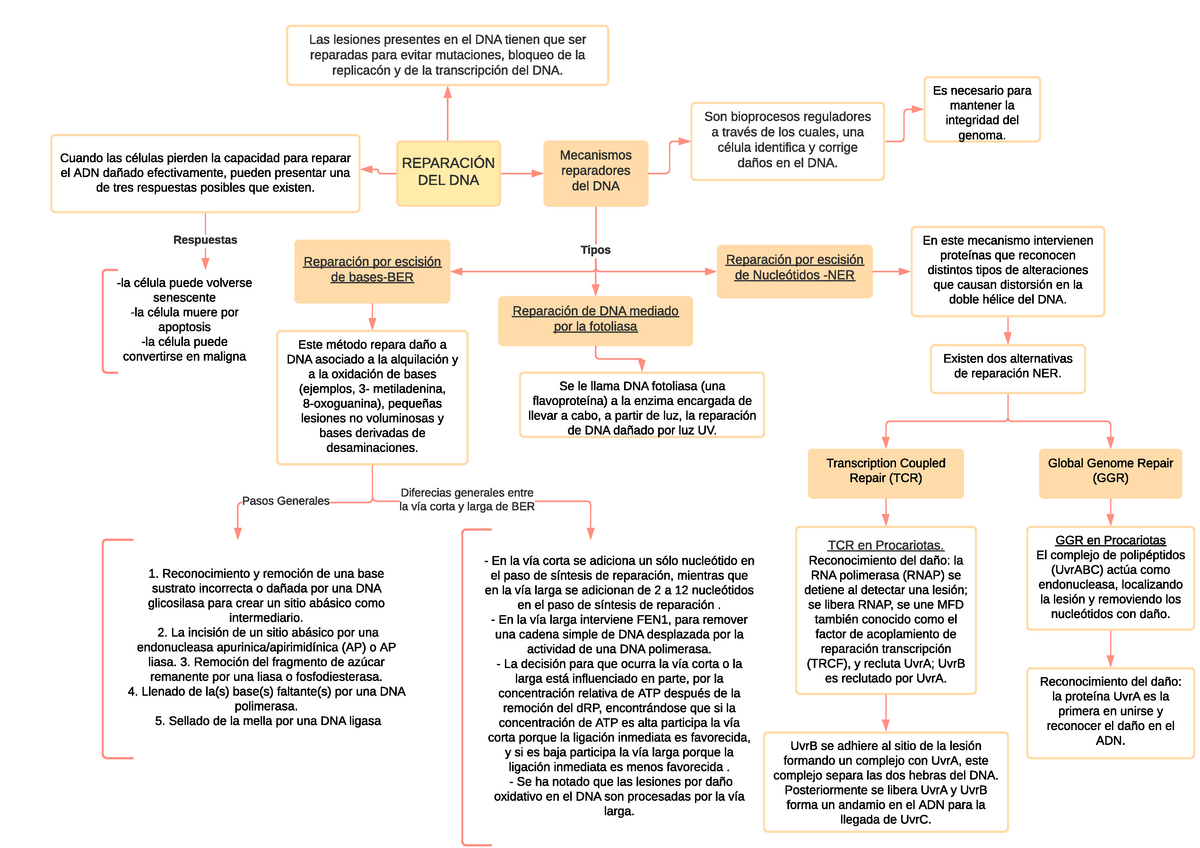 Reparación del DNA - Mapa mental - REPARACIÓN DEL DNA Las lesiones  presentes en el DNA tienen que - Studocu