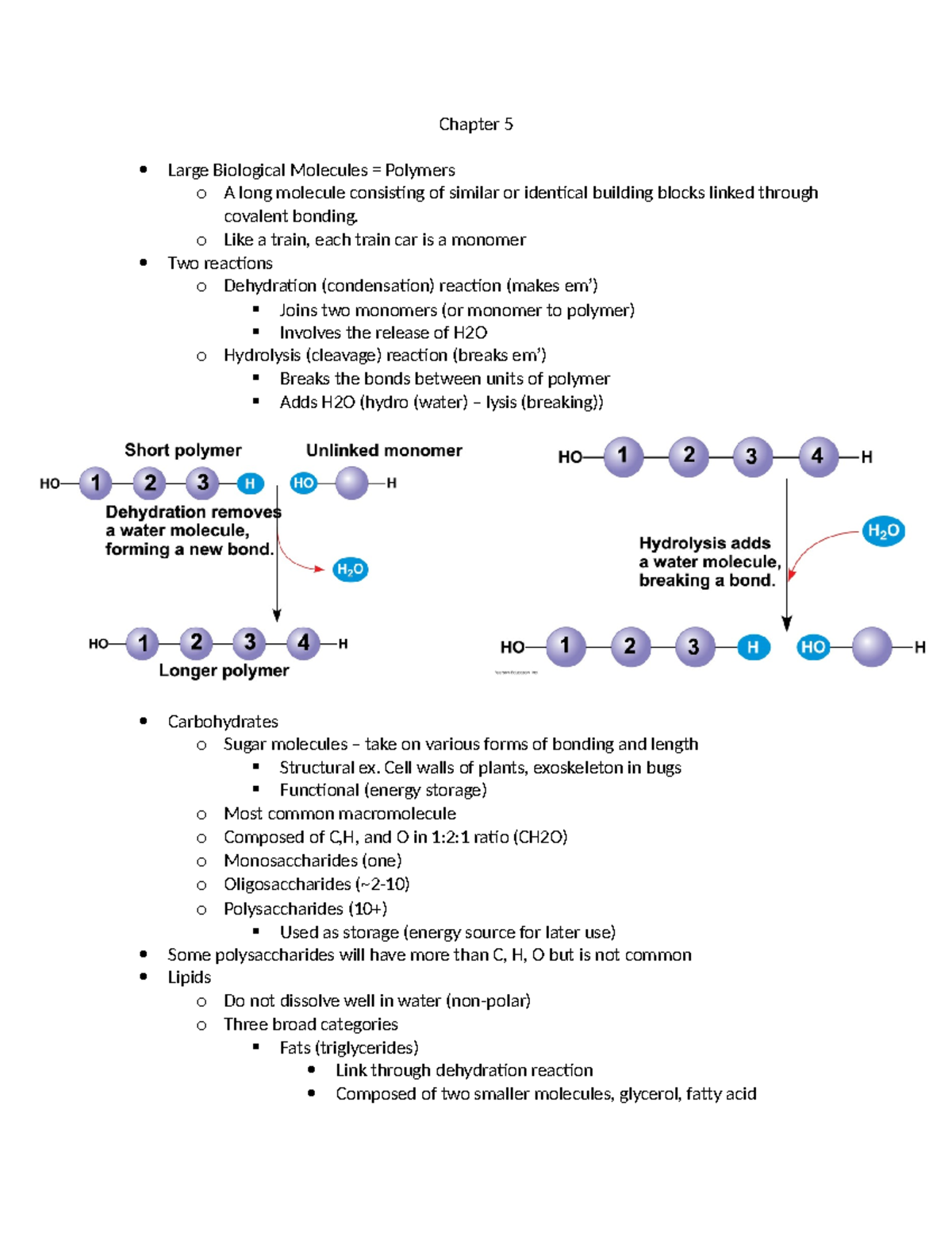 Chapter 5 Bio - Chapter 5 Large Biological Molecules = Polymers o A ...