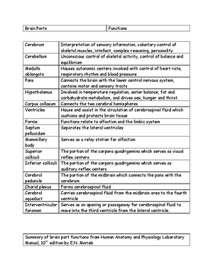 Parts Of Brain And Their Functions Chart - Human Anatomy