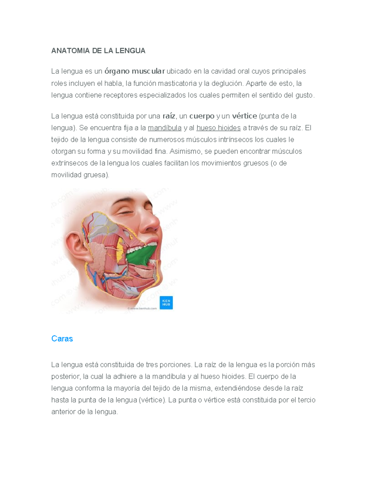 Anatomia DE LA Lengua - ANATOMIA DE LA LENGUA La lengua es un órgano ...