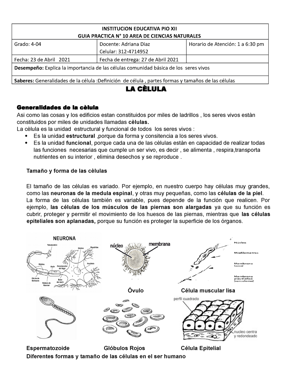 Guia De Ciencias Naturales Numero 10 Listo Institucion Educativa Pio Xii Guia Practica N° 10 3835