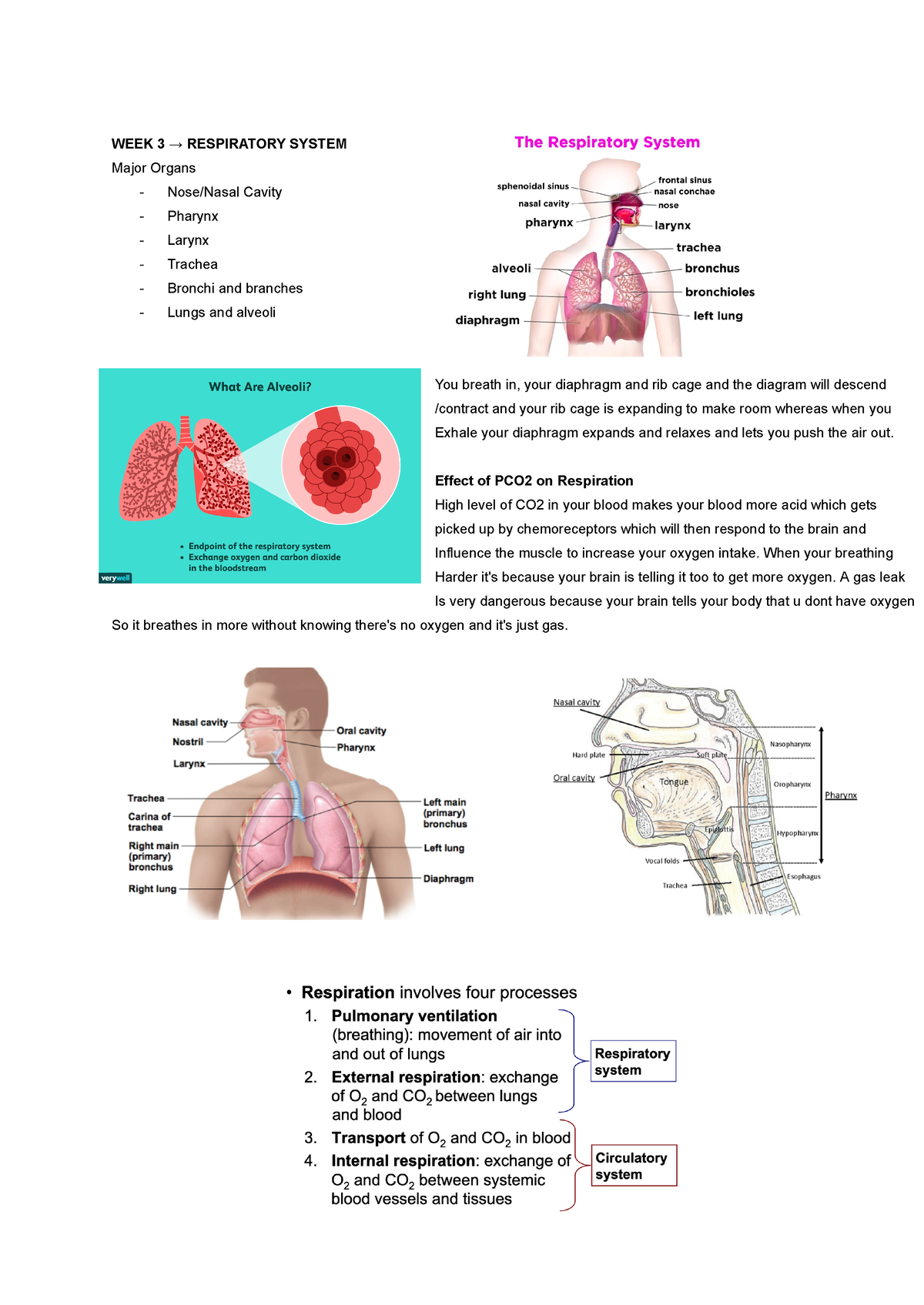 Respiratory system notes - WEEK 3 → RESPIRATORY SYSTEM Major Organs ...