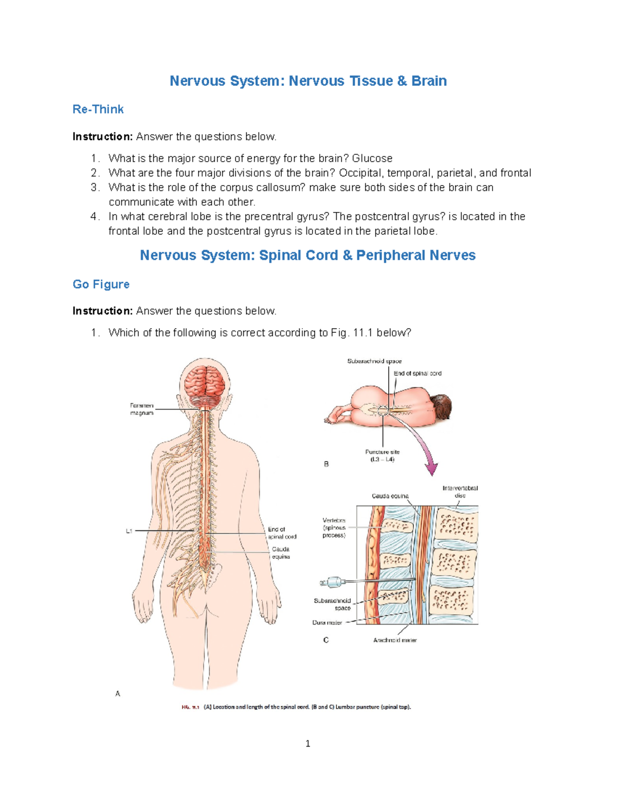 assignment 4.2 the central nervous system