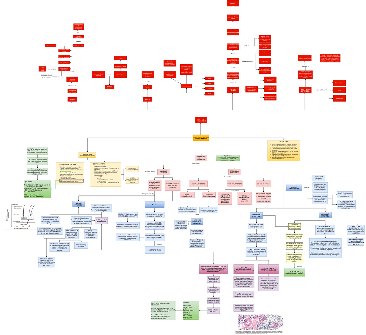 Concept Map Hypertension - PRIMARY ESSENTIAL HYPERTENSION EPIDEMIOLOGY ...