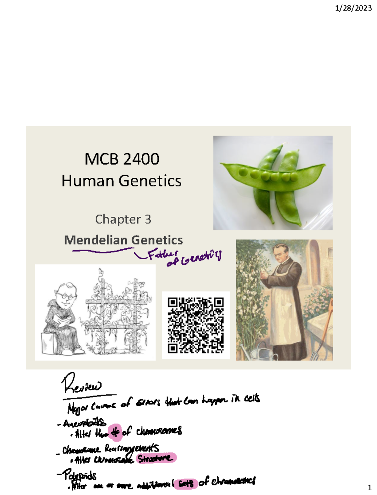 Chapter 3 Slides 2 - exam 2 - MCB 2400 Human Genetics Chapter 3 ...