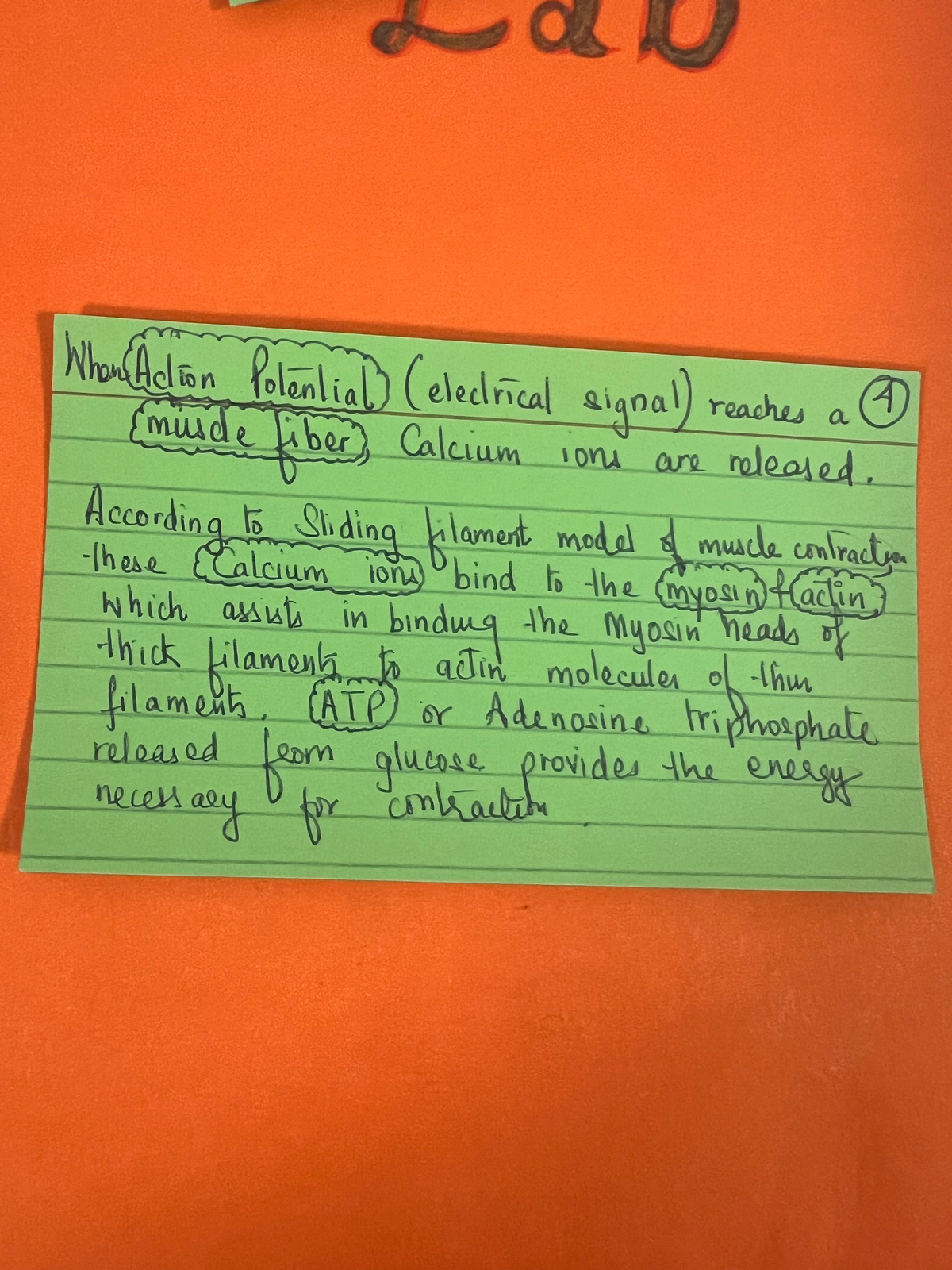 Action potential - fundamental short notes on muscles - NURS 50 - Studocu