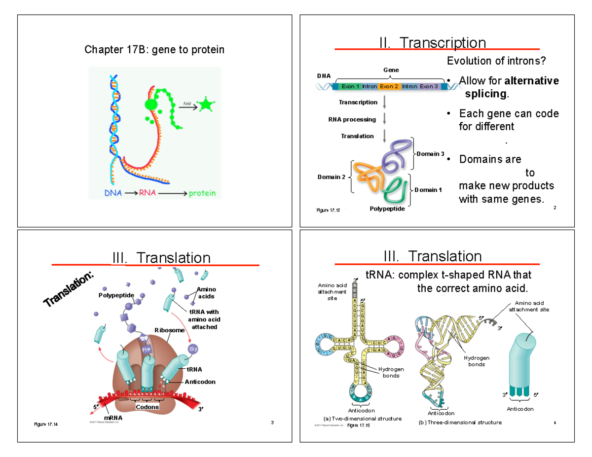 BIO 201 KLB 13 B Gene to Protein notes Chapter 17B gene to protein