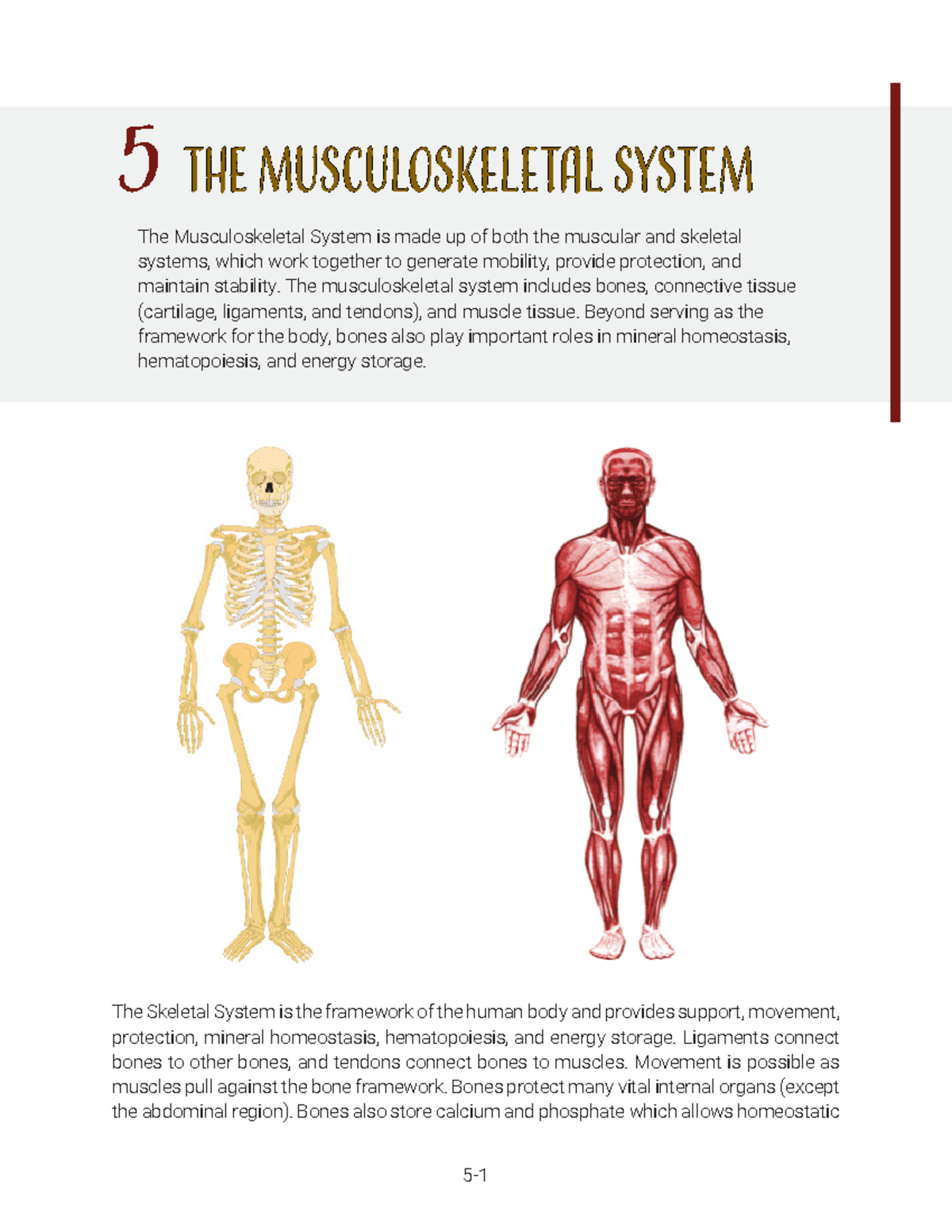 Unit 05 Lecture Notes The Skeletal System is the framework of the