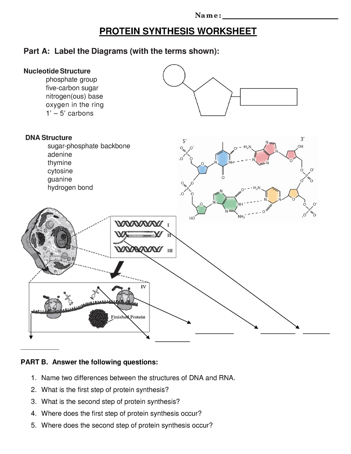biology protein synthesis practice worksheet