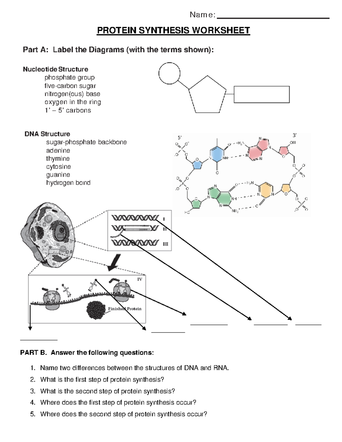 Protein Synthesis Diagram Worksheet