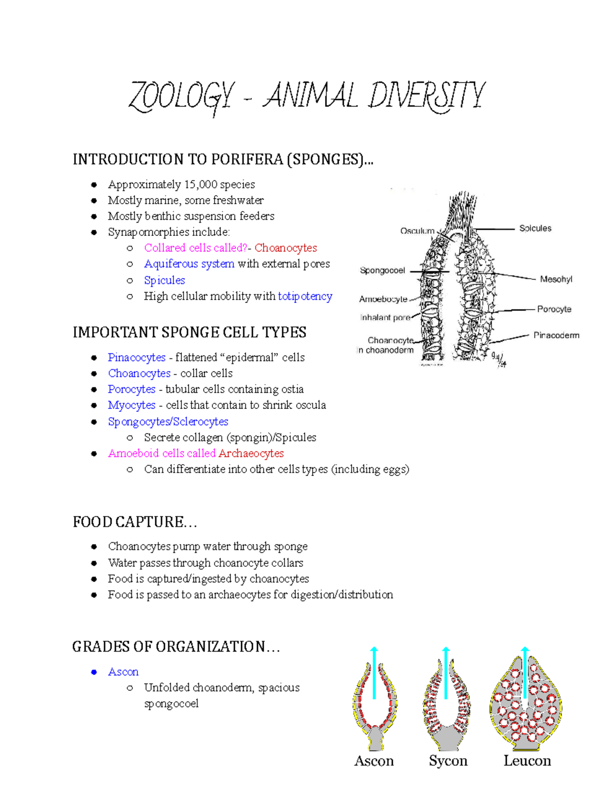 Zoology Notes Part 6 - ZOOLOGY - ANIMAL DIVERSITY INTRODUCTION TO ...