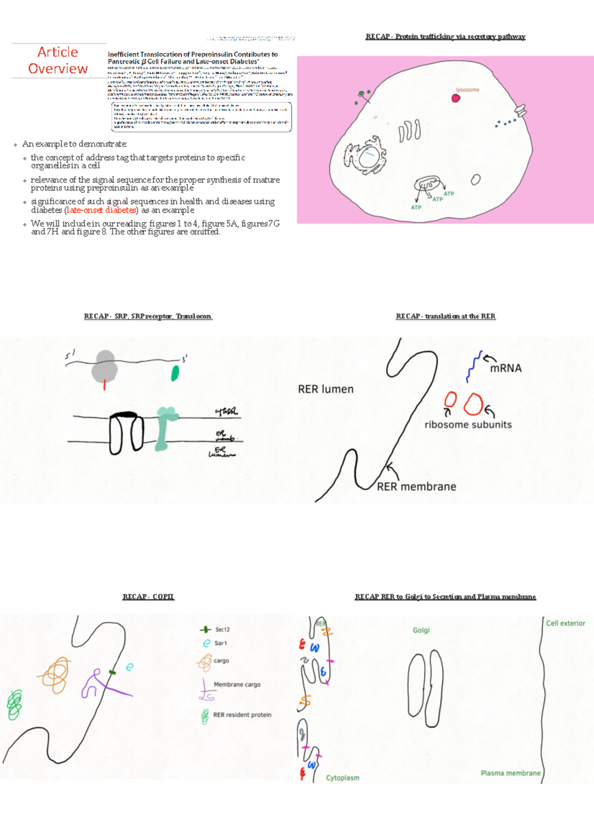 2 Secretion article - lecture content - Article Overview An example to ...