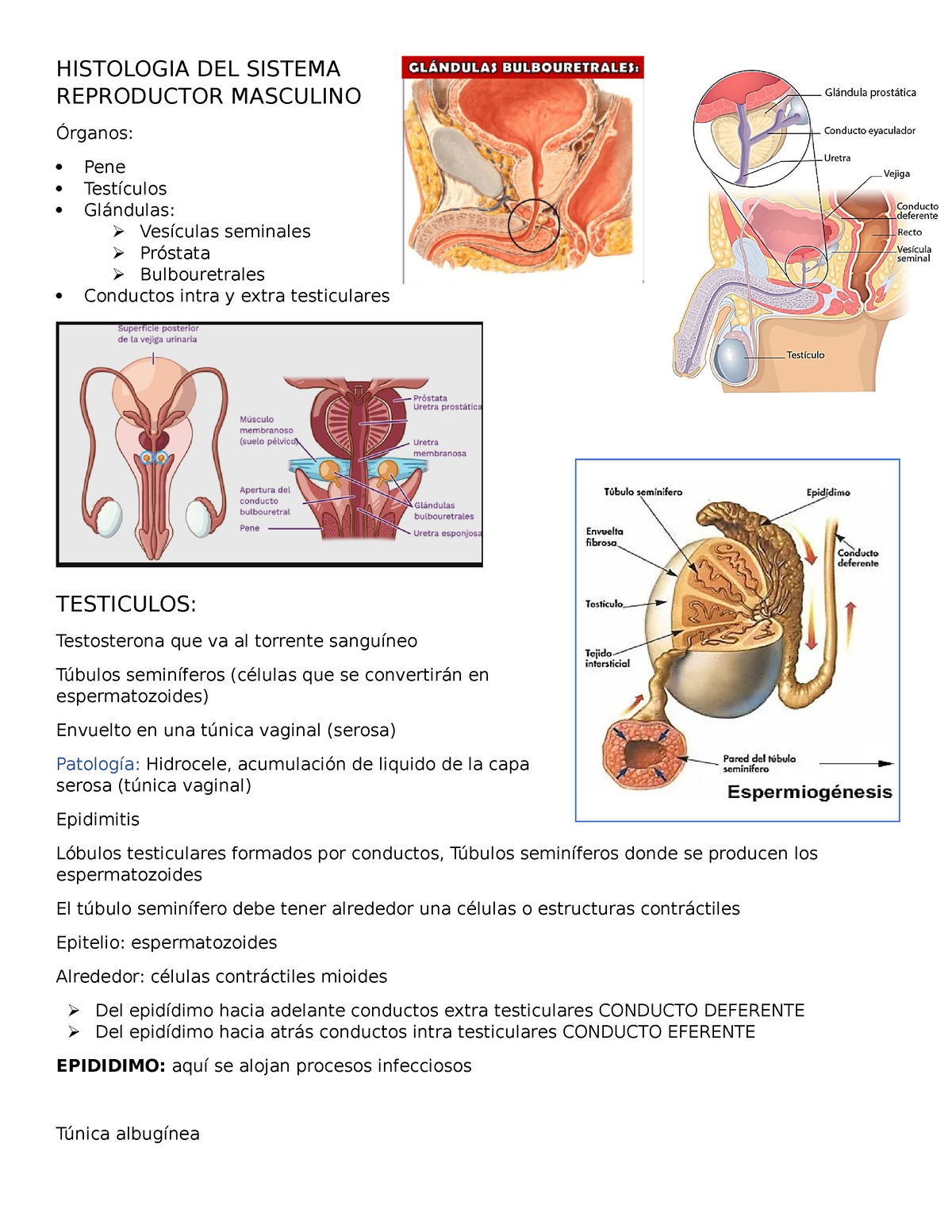 Histologia DEL Sistema Reproductor Masculino - HISTOLOGIA DEL SISTEMA ...