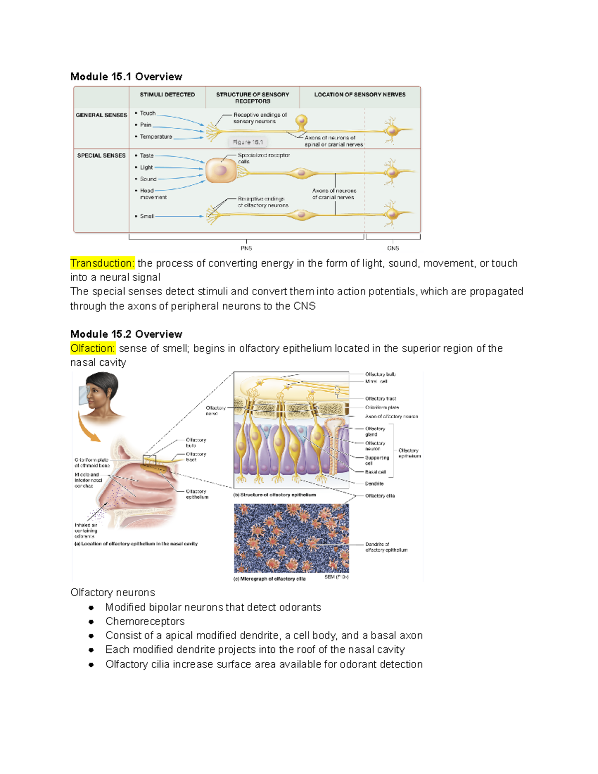 Chapter 15 The Special Senses Pt 1 - Module 15 Overview Transduction ...