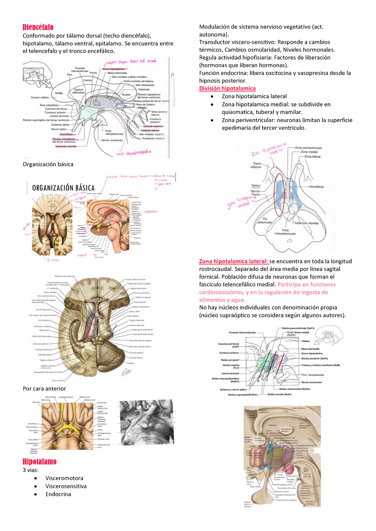 Diencefalo - Neurociencias - Diencéfalo Conformado Por Tálamo Dorsal ...