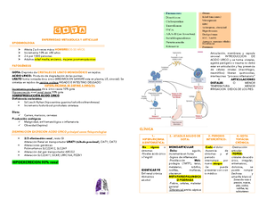 Puntos Craneometricos - Anatomía - Gratino Prostion Gonion Nasoespinal ...