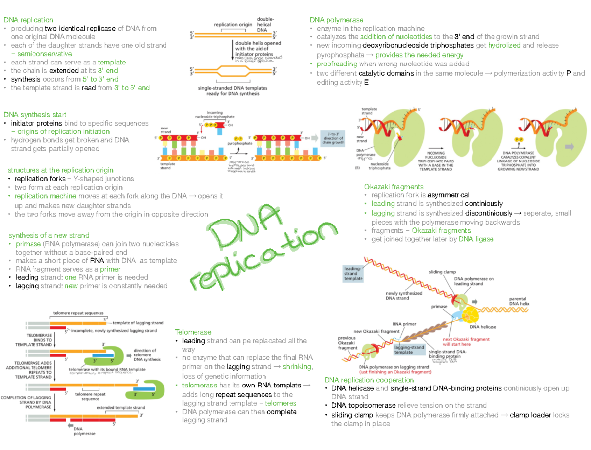 Summary DNA replication - ä DNA polymerase enzyme in the replication ...