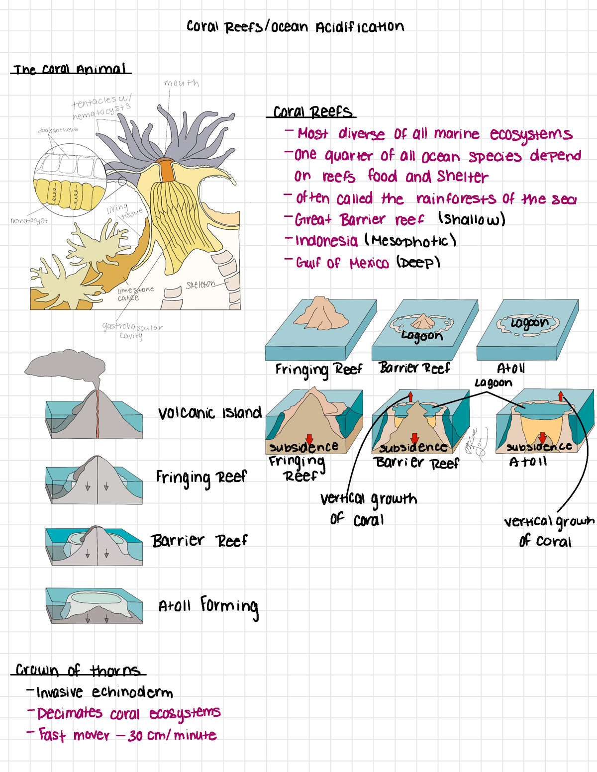 Intro To Oceanography Coral Reefs And Ocean Acidification - Coral Reefs ...