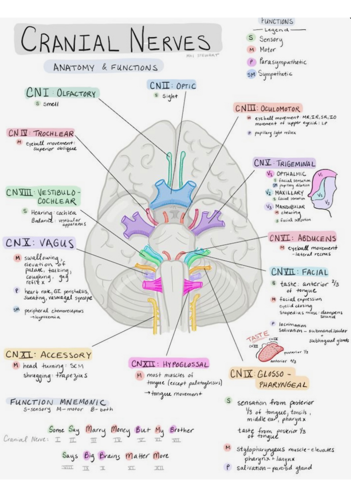 Cranial Nerves - Anatomy And Functions - Biologie - Studocu