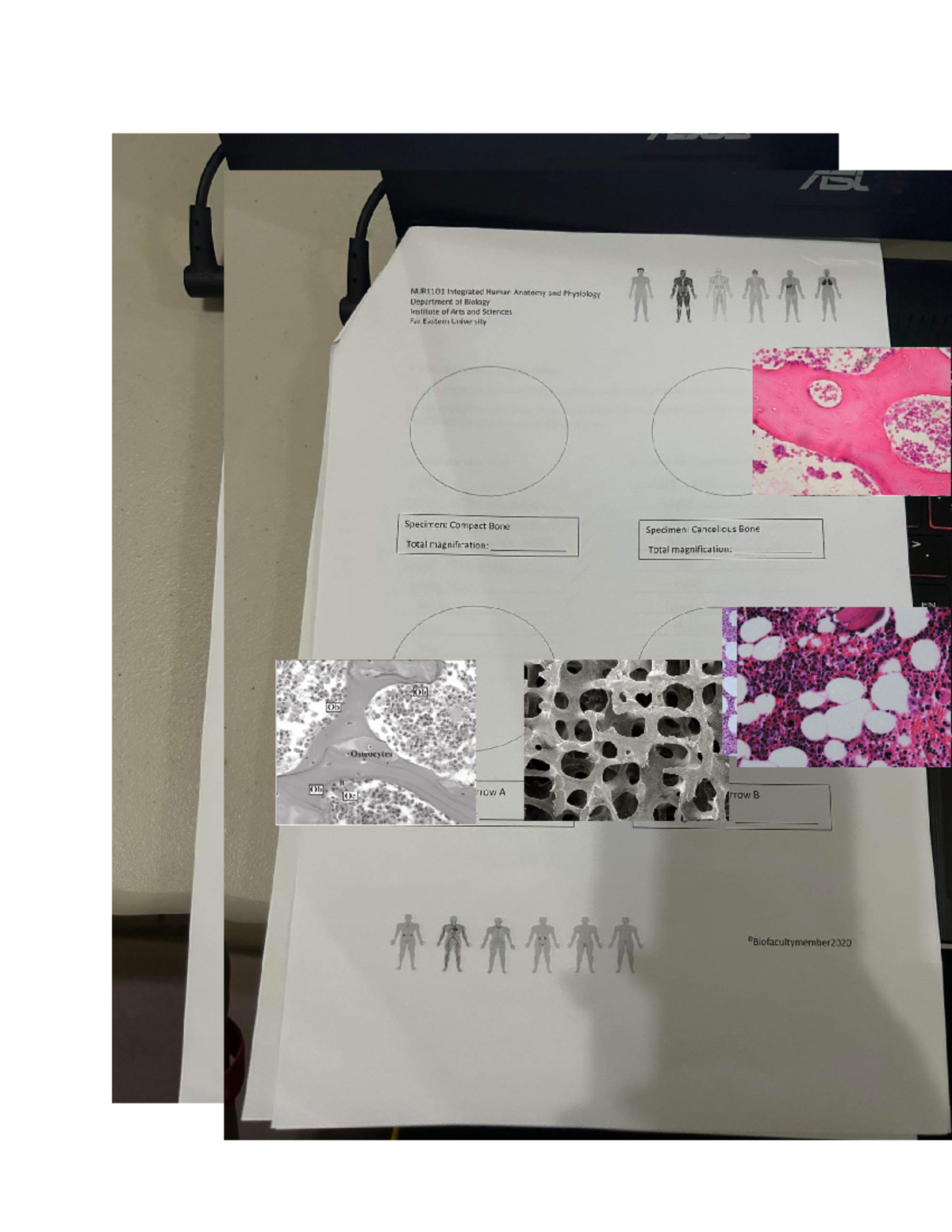 LAB Exercise 6 Skeletal System B-1 - Corporate Law - Studocu