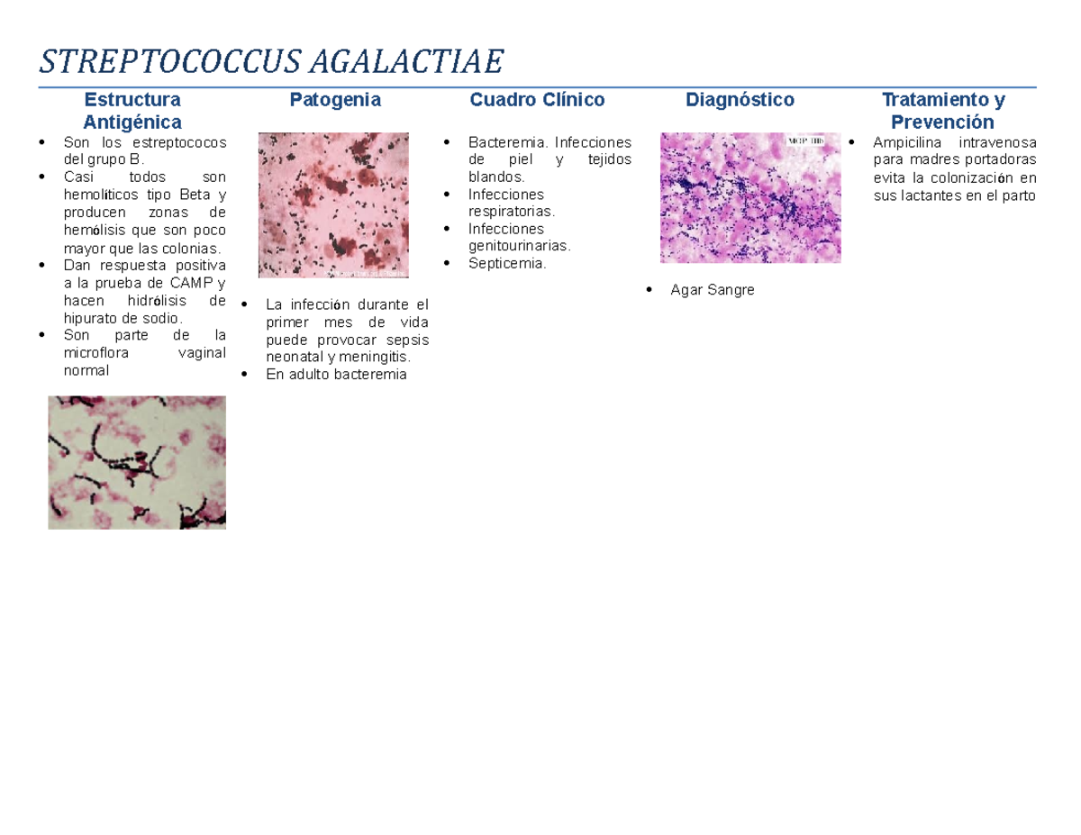 32. Estreptococo Agalactiae - STREPTOCOCCUS AGALACTIAE Estructura Son ...