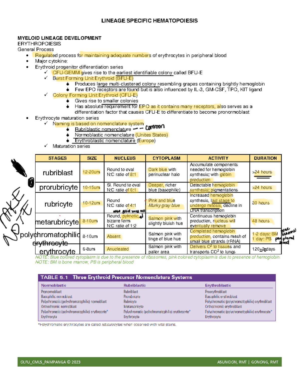 Week 4 Lineage Specific Hematopoiesis - LINEAGE SPECIFIC HEMATOPOIESIS ...