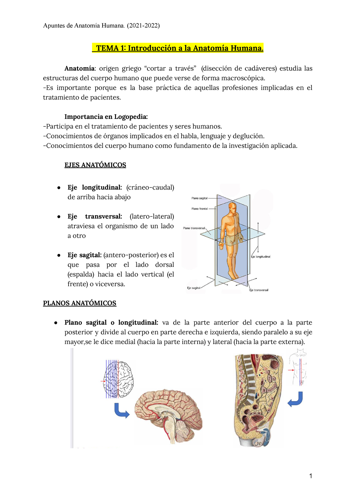 Anatomía Humana Apuntes T1, T2, T3, T4, T5, T6 Y T7 - TEMA 1 ...