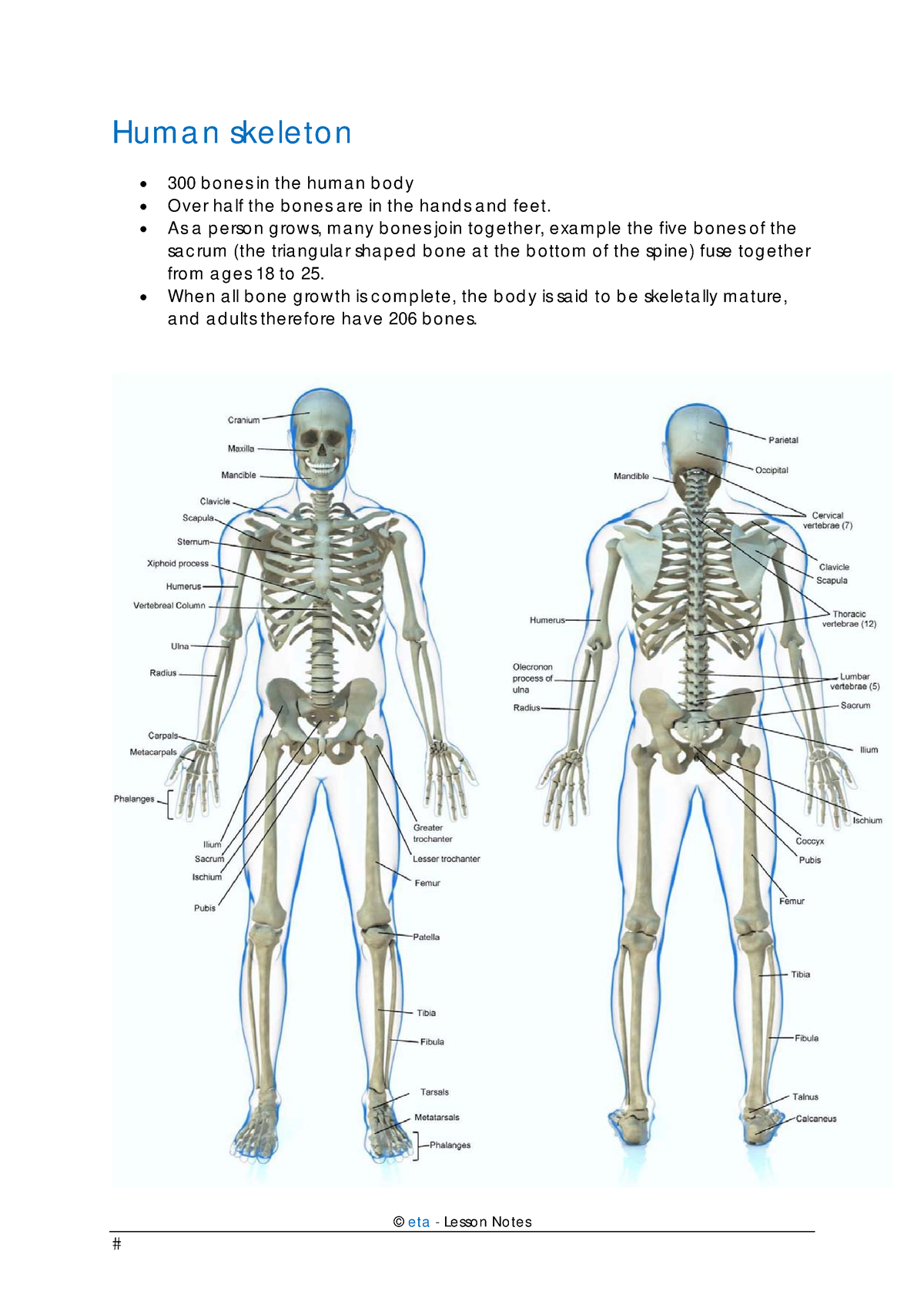 Human skeleton - Notes - KINE201 - Studocu