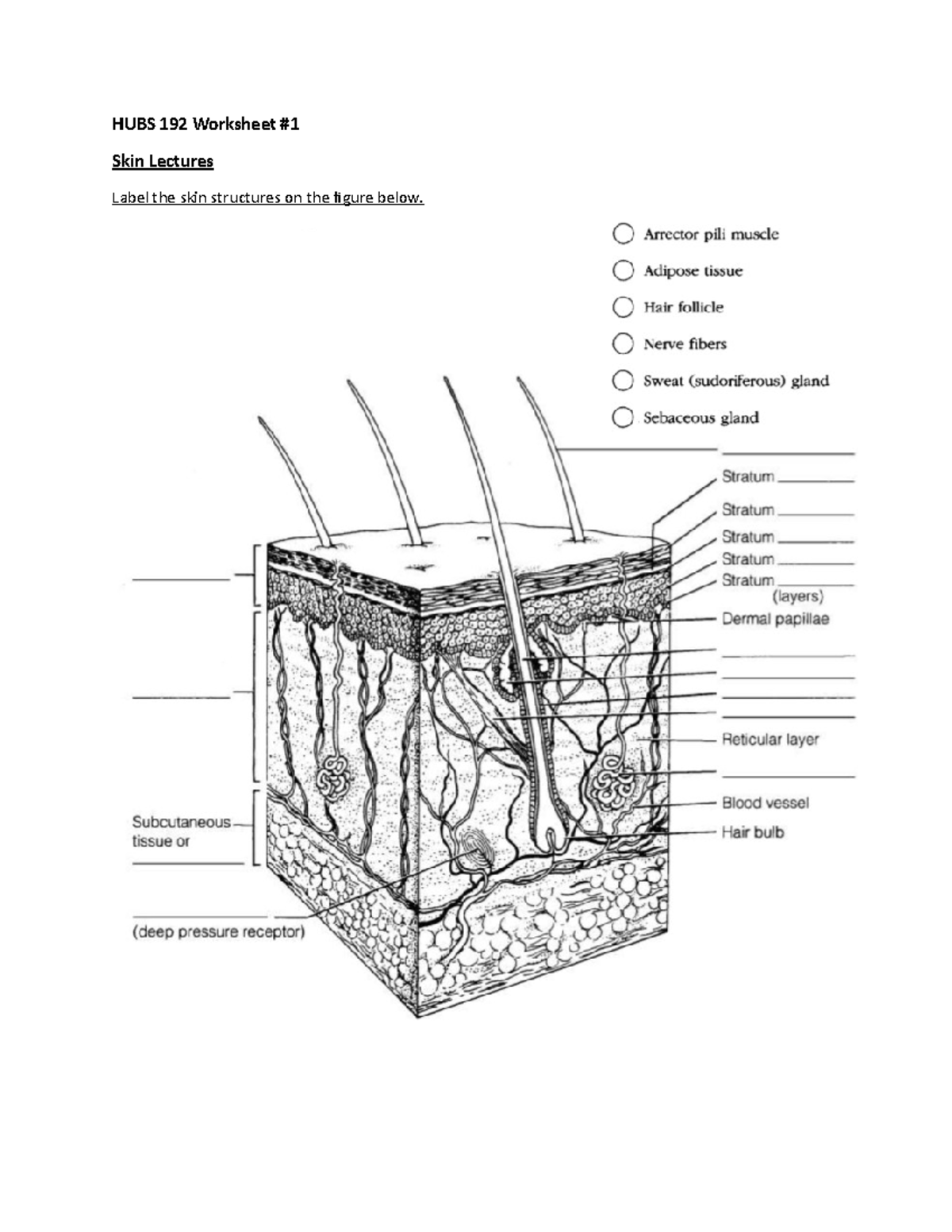 Worksheet #1 - HUBS 192 Worksheet # Skin Lectures Label the skin ...