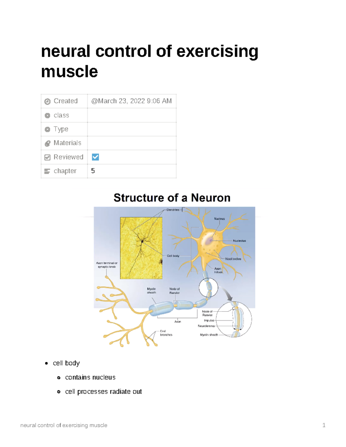 Neural Control Of Exercising Muscle Neural Control Of Exercising Muscle Created Class Type 9968